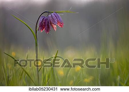 Snake's Head Fritillary (Fritillaria meleagris), Sauerland, North Rhine-Westphalia, Germany, Europe View Large Photo Image Stock Image - Snake's Head Fritillary (Fritillaria meleagris), Sauerland, North Rhine-Westphalia, Germany, Europe. Fotosearch