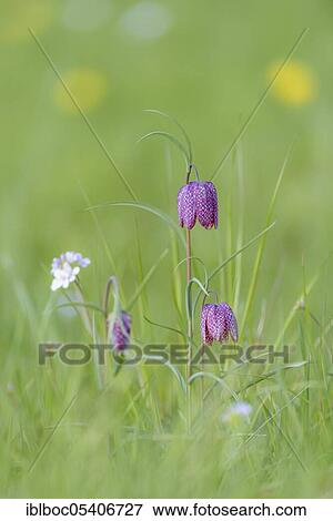 Stock Photo - Snake's Head Fritillary (Fritillaria meleagris), Juliusplate, Lower Saxony, Germany, Europe. Fotosearch