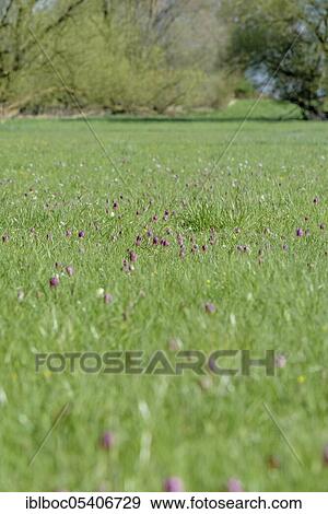 Snake's Head Fritillary (Fritillaria meleagris), Juliusplate, Lower Saxony, Germany, Europe View Large Photo Image Stock Photo - Snake's Head Fritillary (Fritillaria meleagris), Juliusplate, Lower Saxony, Germany, Europe. Fotosearch