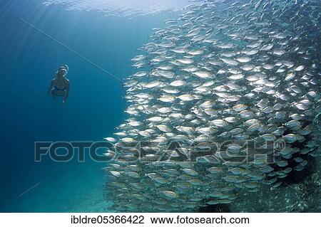 Snorkelers and school of ox-eye mackerel (Selar boops), Florida Islands, Solomon Islands, Oceania View Large Photo Image Stock Image - Snorkelers and school of ox-eye mackerel (Selar boops), Florida Islands, Solomon Islands, Oceania. Fotosearch