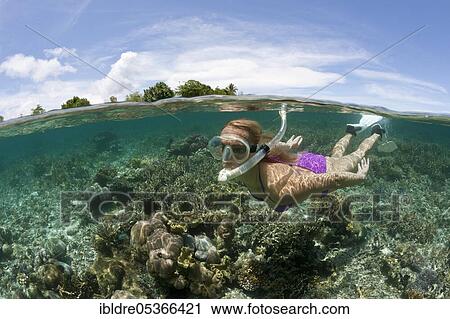 Snorkeling in shallow water, Florida Islands, Solomon Islands, Oceania View Large Photo Image Stock Image - Snorkeling in shallow water, Florida Islands, Solomon Islands, Oceania. Fotosearch