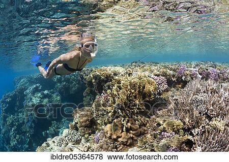Stock Photo - Snorkeling in the Red Sea, Zabargad, Red Sea, Egypt, Africa. Fotosearch