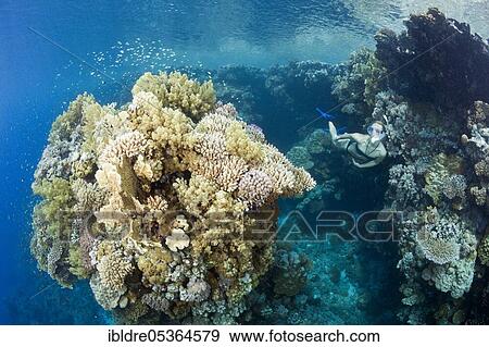 Snorkeling in the Red Sea, Zabargad, Red Sea, Egypt, Africa View Large Photo Image Stock Photo - Snorkeling in the Red Sea, Zabargad, Red Sea, Egypt, Africa. Fotosearch