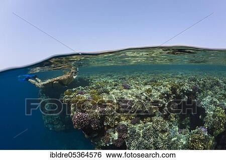 Snorkeling in the Red Sea, Zabargad, Red Sea, Egypt, Africa View Large Photo Image Stock Photograph - Snorkeling in the Red Sea, Zabargad, Red Sea, Egypt, Africa. Fotosearch
