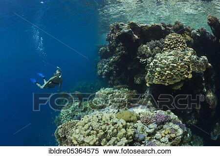 Snorkeling in the Red Sea, Zabargad, Red Sea, Egypt, Africa View Large Photo Image Stock Photography - Snorkeling in the Red Sea, Zabargad, Red Sea, Egypt, Africa. Fotosearch