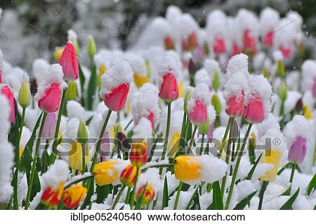 Snow covered tulips View Large Photo Image Stock Image - Snow covered tulips. Fotosearch