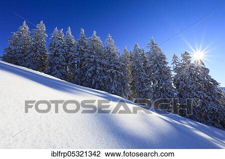 Snowy coniferous forest, Schwyz, Switzerland, Europe View Large Photo Image Stock Image - Snowy coniferous forest, Schwyz, Switzerland, Europe. Fotosearch
