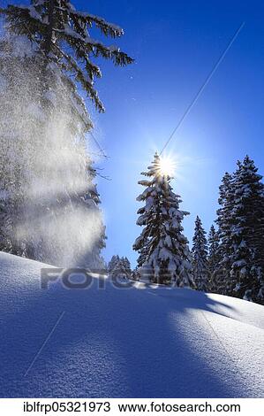 Stock Image - Snowy fir forest, Switzerland, Europe. Fotosearch