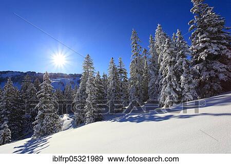 Snowy fir forest, Switzerland, Europe View Large Photo Image Stock Photo - Snowy fir forest, Switzerland, Europe. Fotosearch