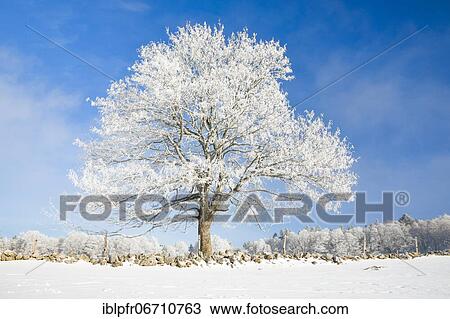 Snowy lime tree near Couvent in Valle de Traverse, Neuchâtel Jura, Switzerland, Europe View Large Photo Image Stock Image - Snowy lime tree near Couvent in Valle de Traverse, Neuchâtel Jura, Switzerland, Europe. Fotosearch