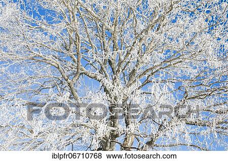 Snowy lime tree near Couvent in Valle de Traverse, Neuchâtel Jura, Switzerland, Europe View Large Photo Image Stock Photo - Snowy lime tree near Couvent in Valle de Traverse, Neuchâtel Jura, Switzerland, Europe. Fotosearch