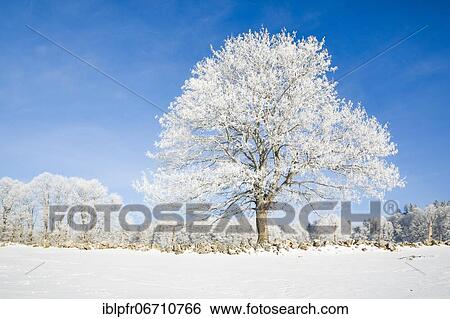 Snowy lime tree near Couvent in Valle de Traverse, Neuchâtel Jura, Switzerland, Europe View Large Photo Image Stock Photograph - Snowy lime tree near Couvent in Valle de Traverse, Neuchâtel Jura, Switzerland, Europe. Fotosearch