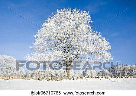 Snowy lime tree near Couvent in Valle de Traverse, Neuchâtel Jura, Switzerland, Europe View Large Photo Image Stock Photography - Snowy lime tree near Couvent in Valle de Traverse, Neuchâtel Jura, Switzerland, Europe. Fotosearch