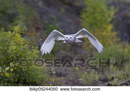 Stock Image - Snowy Owl (Bubo scandiacus). Fotosearch