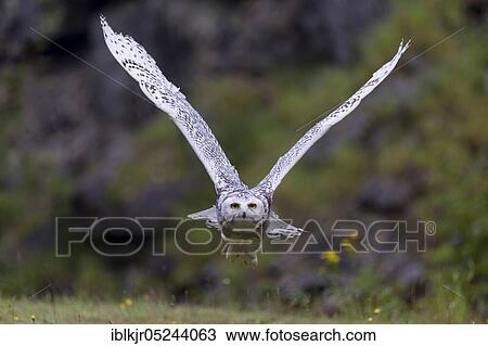 Snowy Owl (Bubo scandiacus) View Large Photo Image Stock Image - Snowy Owl (Bubo scandiacus). Fotosearch