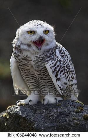 Snowy Owl (Bubo scandiacus) View Large Photo Image Stock Photo - Snowy Owl (Bubo scandiacus). Fotosearch