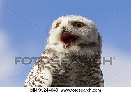 Snowy Owl (Bubo scandiacus) View Large Photo Image Stock Photo - Snowy Owl (Bubo scandiacus). Fotosearch