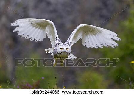Stock Photograph - Snowy Owl (Bubo scandiacus). Fotosearch