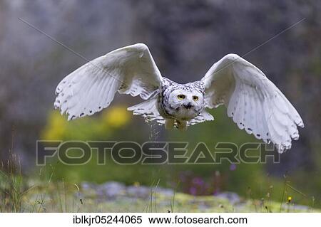 Snowy Owl (Bubo scandiacus) View Large Photo Image Stock Photography - Snowy Owl (Bubo scandiacus). Fotosearch