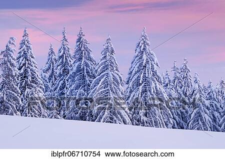 Snowy spruce forest at Ratenpass, Canton Zug Switzerland View Large Photo Image Picture - Snowy spruce forest at Ratenpass, Canton Zug Switzerland. Fotosearch