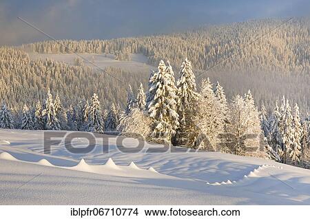 Picture - Snowy spruce forest at Ratenpass, Canton Zug Switzerland. Fotosearch