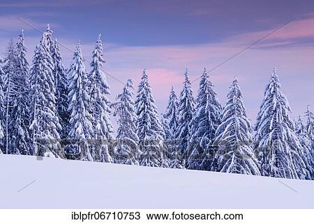 Snowy spruce forest at Ratenpass, Canton Zug Switzerland View Large Photo Image Stock Image - Snowy spruce forest at Ratenpass, Canton Zug Switzerland. Fotosearch