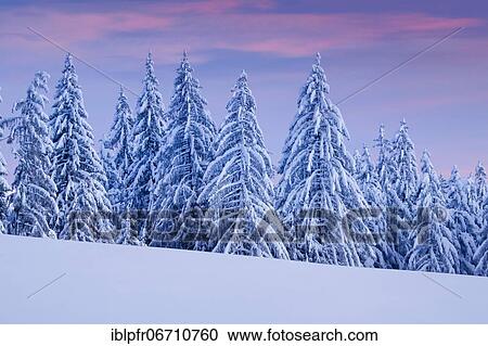 Snowy spruce forest at Ratenpass, Canton Zug Switzerland View Large Photo Image Stock Image - Snowy spruce forest at Ratenpass, Canton Zug Switzerland. Fotosearch
