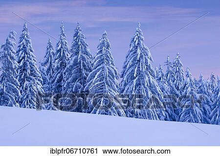 Snowy spruce forest at Ratenpass, Canton Zug Switzerland View Large Photo Image Stock Image - Snowy spruce forest at Ratenpass, Canton Zug Switzerland. Fotosearch