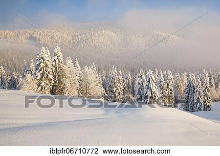 Snowy spruce forest at Ratenpass, Canton Zug Switzerland View Large Photo Image Stock Image - Snowy spruce forest at Ratenpass, Canton Zug Switzerland. Fotosearch
