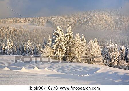Stock Image - Snowy spruce forest at Ratenpass, Canton Zug Switzerland. Fotosearch