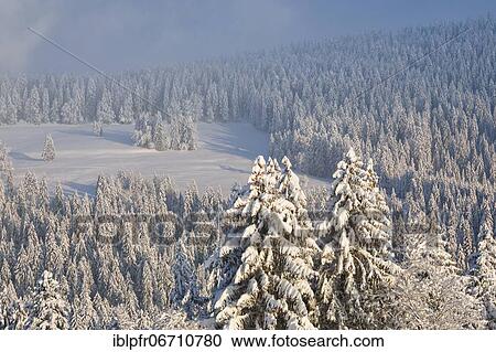Stock Image - Snowy spruce forest at Ratenpass, Canton Zug Switzerland. Fotosearch
