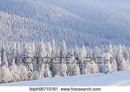 Snowy spruce forest at Ratenpass, Canton Zug Switzerland View Large Photo Image Stock Image - Snowy spruce forest at Ratenpass, Canton Zug Switzerland. Fotosearch