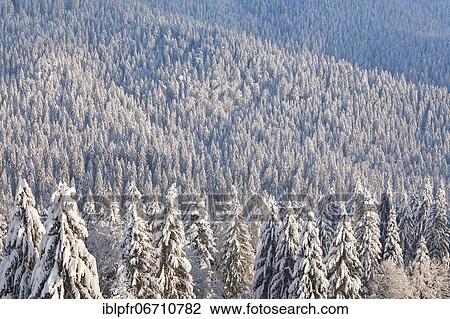 Stock Image - Snowy spruce forest at Ratenpass, Canton Zug Switzerland. Fotosearch