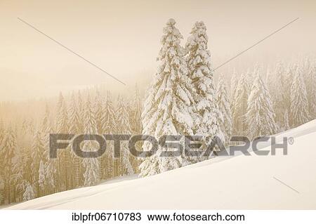 Stock Image - Snowy spruce forest at Ratenpass, Canton Zug Switzerland. Fotosearch