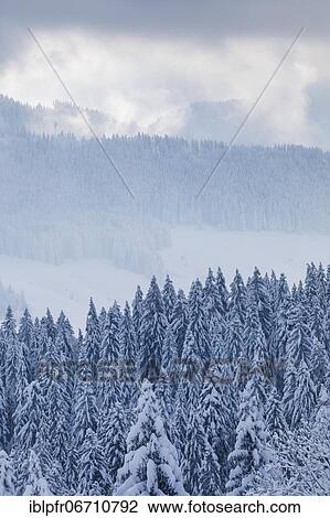 Snowy spruce forest at Ratenpass, Canton Zug Switzerland View Large Photo Image Stock Image - Snowy spruce forest at Ratenpass, Canton Zug Switzerland. Fotosearch