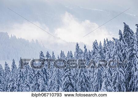 Stock Image - Snowy spruce forest at Ratenpass, Canton Zug Switzerland. Fotosearch