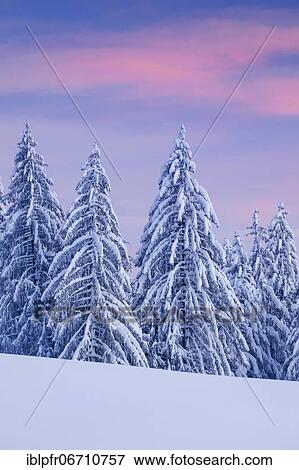 Stock Photo - Snowy spruce forest at Ratenpass, Canton Zug Switzerland. Fotosearch