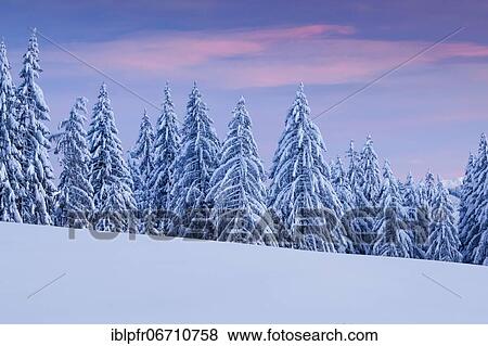 Stock Photo - Snowy spruce forest at Ratenpass, Canton Zug Switzerland. Fotosearch