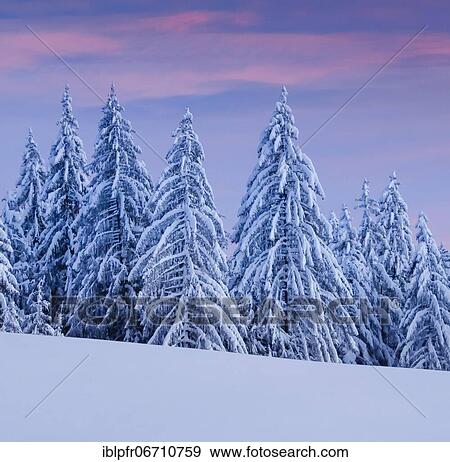 Snowy spruce forest at Ratenpass, Canton Zug Switzerland View Large Photo Image Stock Photo - Snowy spruce forest at Ratenpass, Canton Zug Switzerland. Fotosearch