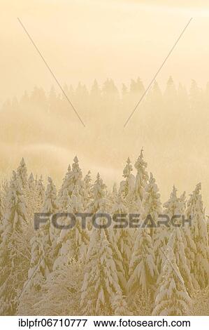 Stock Photo - Snowy spruce forest at Ratenpass, Canton Zug Switzerland. Fotosearch