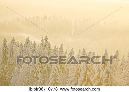 Stock Photo - Snowy spruce forest at Ratenpass, Canton Zug Switzerland. Fotosearch
