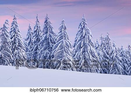 Snowy spruce forest at Ratenpass, Canton Zug Switzerland View Large Photo Image Stock Photograph - Snowy spruce forest at Ratenpass, Canton Zug Switzerland. Fotosearch