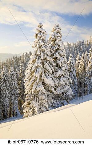 Stock Photograph - Snowy spruce forest at Ratenpass, Canton Zug Switzerland. Fotosearch
