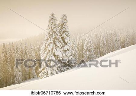 Stock Photograph - Snowy spruce forest at Ratenpass, Canton Zug Switzerland. Fotosearch