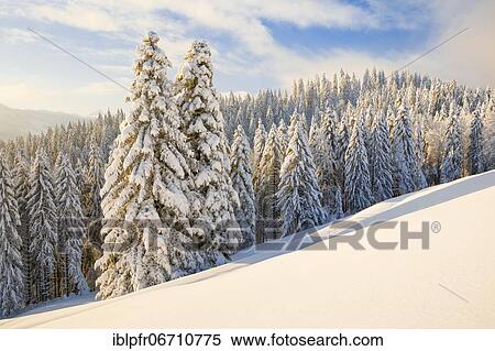 Stock Photography - Snowy spruce forest at Ratenpass, Canton Zug Switzerland. Fotosearch