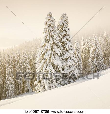 Snowy spruce forest at Ratenpass, Canton Zug Switzerland View Large Photo Image Stock Photography - Snowy spruce forest at Ratenpass, Canton Zug Switzerland. Fotosearch