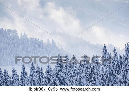 Snowy spruce forest at Ratenpass, Canton Zug Switzerland View Large Photo Image Stock Photography - Snowy spruce forest at Ratenpass, Canton Zug Switzerland. Fotosearch