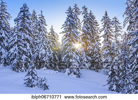 Stock Image - Snowy spruce forest, Switzerland, Europe. Fotosearch