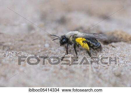 Picture - Solitary digger bee (Andrena vaga), Hanover, Lower Saxony, Germany, Europe. Fotosearch