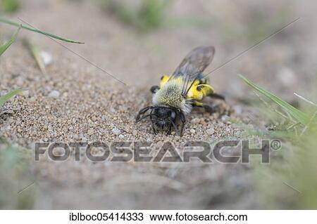 Stock Image - Solitary digger bee (Andrena vaga), Hanover, Lower Saxony, Germany, Europe. Fotosearch